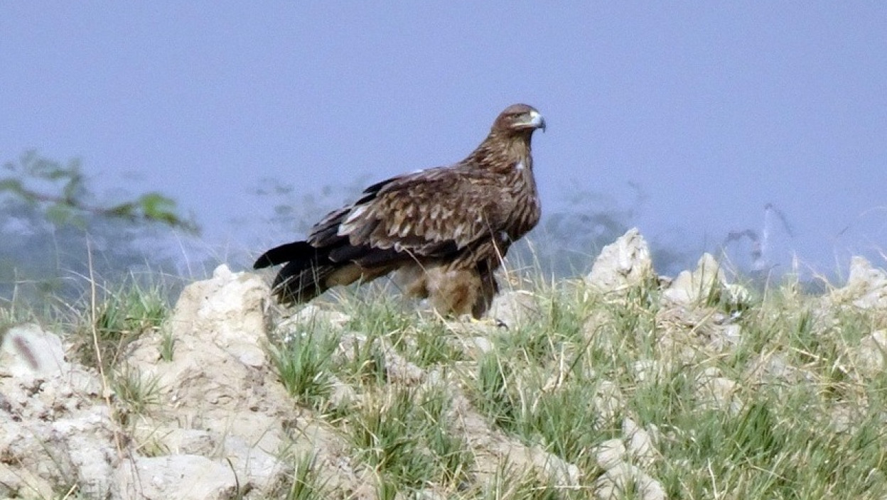 УНИШТИЛИ МУ ОДАШИЉАЧ, НАШ ОРАО КРСТАШ ЗАВРШИО У СИРИЈИ: Феликс ухваћен у Либану и ПРОДАТ ШВЕРЦЕРИМА