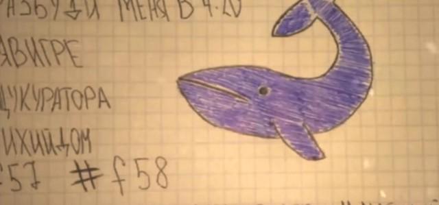 plavi kit