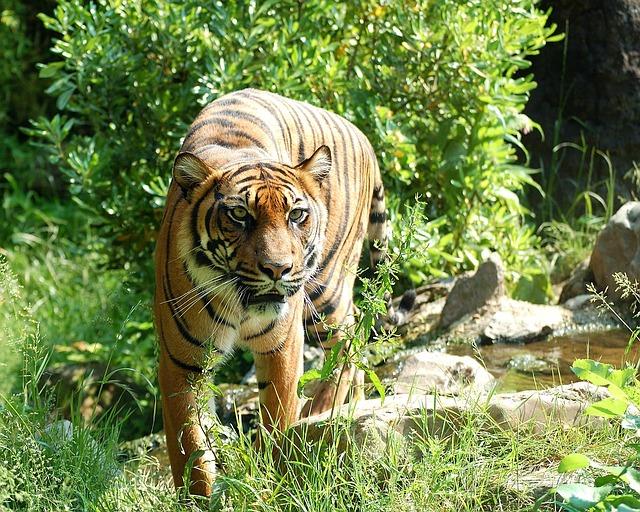 sumantranski tigar / pixabay.com