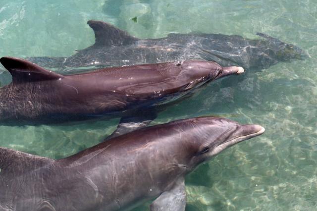 Delfini Foto: EPA/CJ GUNTHER