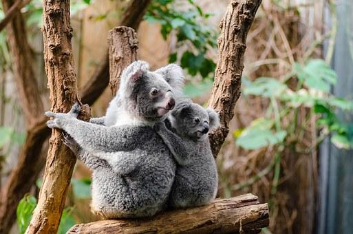 koala pixabay