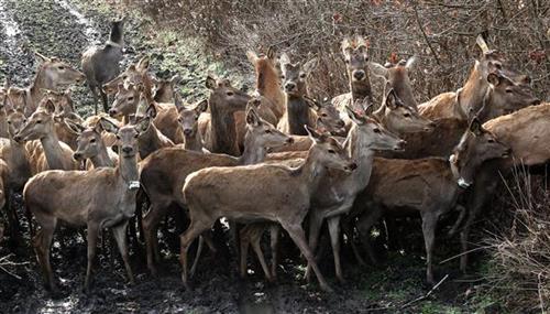U Bosutske šume "uvezeno" 34 grla evropskog jelena  Foto: Tanjug