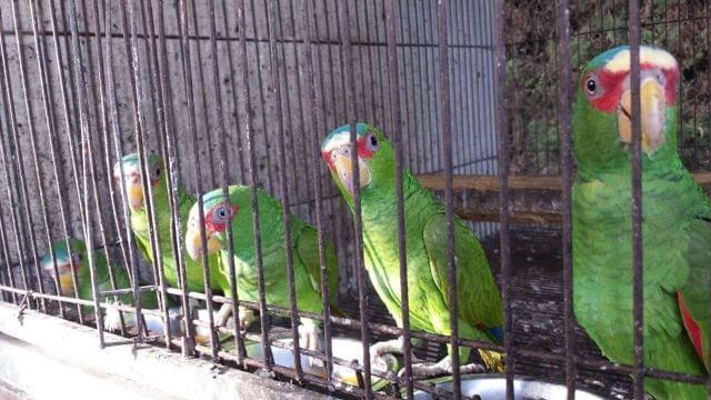 ptice papagaji