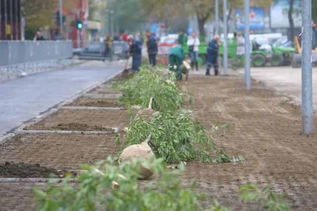 Uređenje zelenih površina u gradu, JKP "Gradsko zelenilo" Foto: Dnevnik.rs