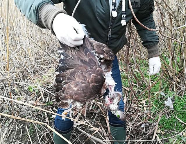 Ptica otrovana pesticidima Foto: Pokrajinski zavod za zaštitu prirode