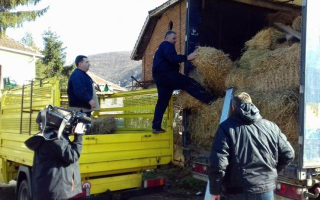 Isporučeno 650 bala sena da se prehrane ovce Foto: Dnevnik.rs