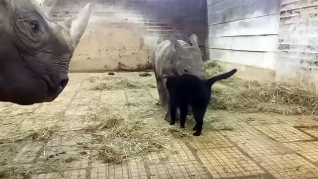 Maca i nosorog/Jutjub