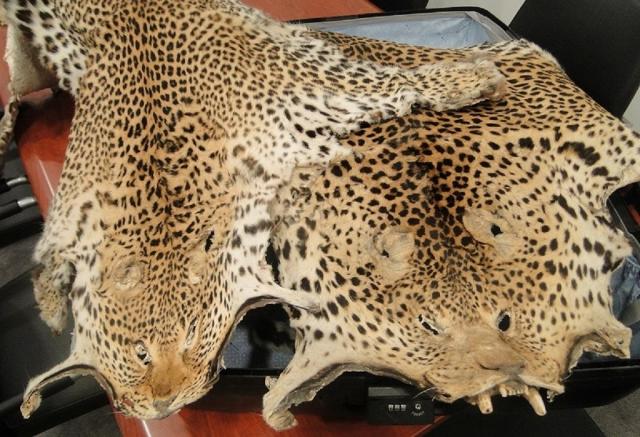 krzna leoparda