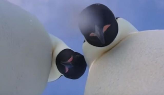 Pingvini selfi - YouTube