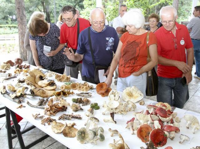 Izložba gljiva u Dunavskom parku  Foto:Dnevnik.rs/ R. Hadžić
