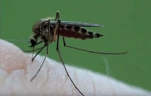 azijski tigrasti komarac