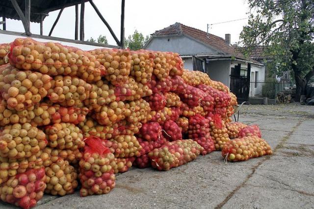 Srem je pun jabuka, pa je tako i u Banoštoru  Foto:Dnevnik.rs/ F. Bakić