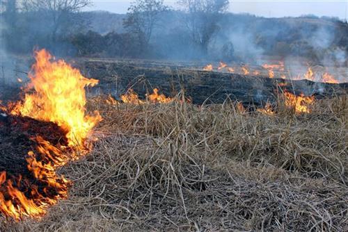 Požari na otvorenom u Pomoravskom okrugu Foto: Tanjug/DUSAN ANICIC