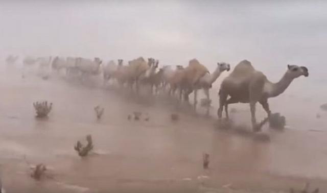 Poplavljena pustinja, Saudijska Arabija Foto:Youtube/printscreen