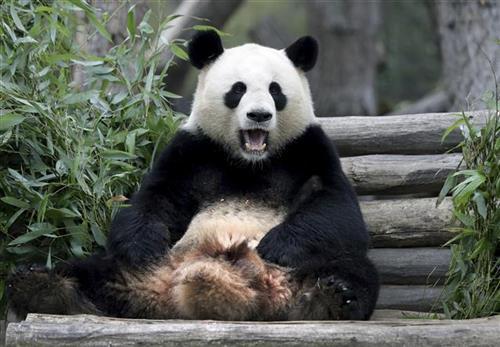 panda, tanjug ap