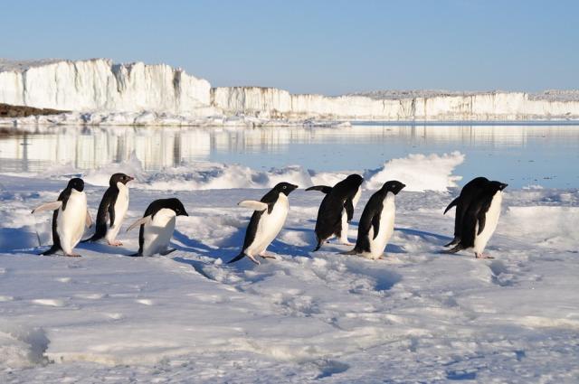 pingvini arktik