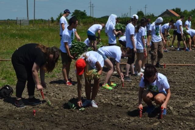 Kupus zasađen u okviru akcije, kada rodi, biće poklonjen u humanitarne svrhe Foto: S. Šušnjević