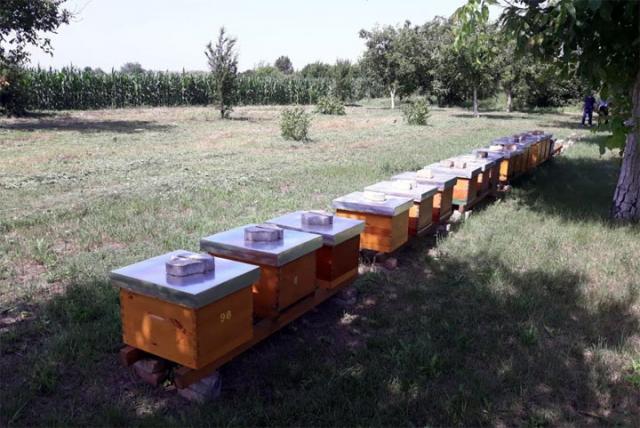 Košnice sa pčelama kod Kikinde/Pokrajinska vlada