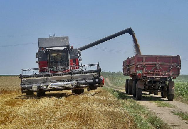 Žetva pšenice Foto: Dnevnik.rs/F. Bakić