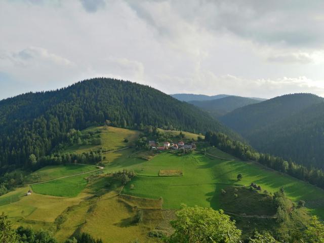 zlatar4