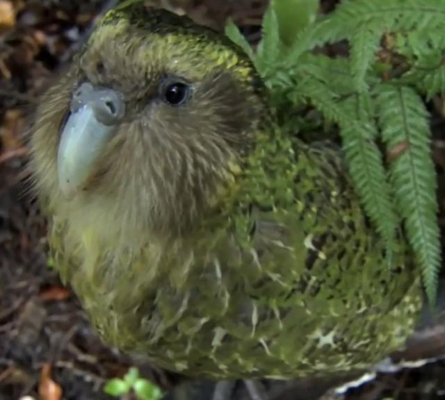 kakapo
