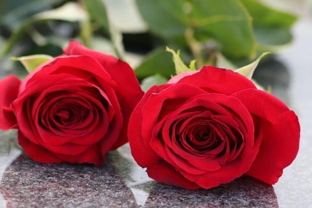 two-red-roses-4219904_960_720