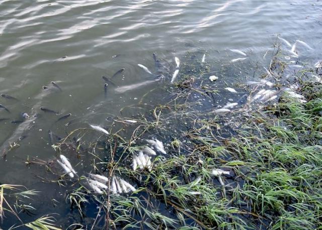 Pomor ribe na kanalu DTD kod Srbobrana Foto: Srbobran danas