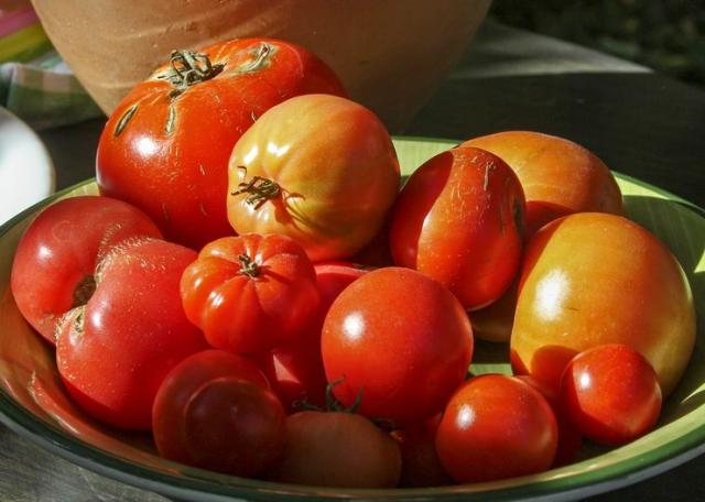 Domaći paradajz iz oazice usred betonske džungle Foto: R. Hadžić