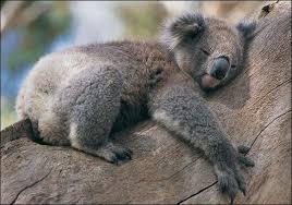 koala, pixabay
