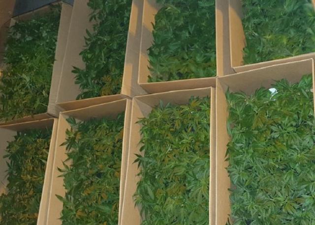 10.000 stabljika marihuane zaustavljeno na Horgošu Foto: Uprava carina
