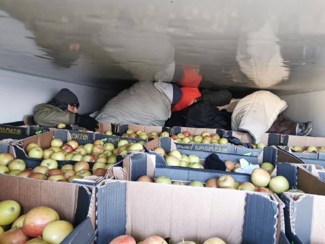 Migranti medju jabukama 10 01 20202