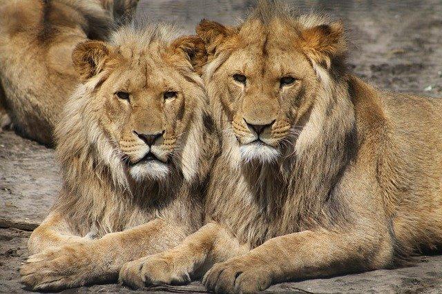 lavovi
