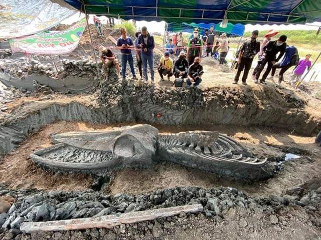 Na Tajlandu pronađen veoma star skelet retke vrste kita   Foto:MGR Online