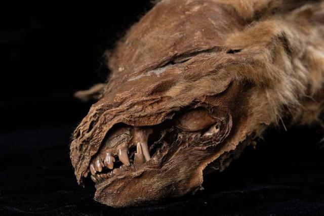 Pronađeno očuvano mladunče vuka staro 56.000 godina Foto:Government of Yukon