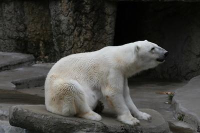 Polarni medved Foto: Flickr, inustracija
