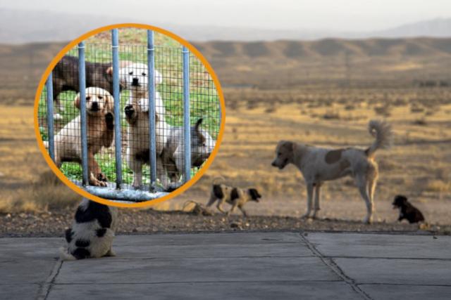 psi lutalice, azil za pse Pixabay