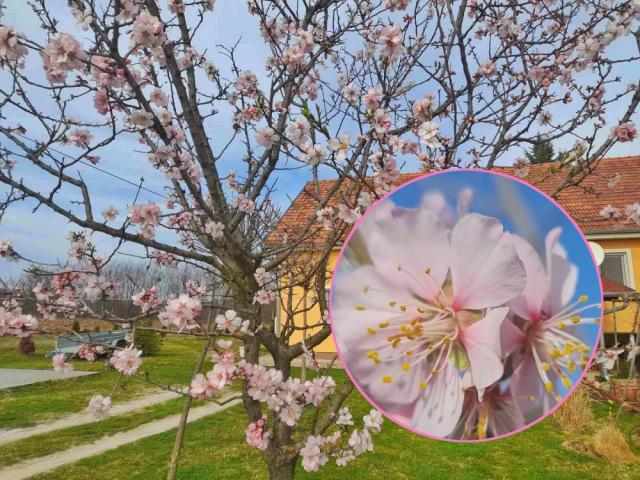 Lepota ostavlja bez daha, ali se domaćica plaši da li će roditi: Drvo badema procvetalo kao da je proleće u punom jeku, vremenska klackalica zbunila biljke (FOTO)