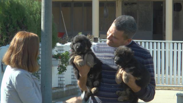 KUPCI IZ ČITAVOG SVETA, SVI ŽELE RASNE PSE IZ SRBIJE Radojеvići iz sеla Šumе kod Topolе od nеmačkih ovčara pravе šampionе